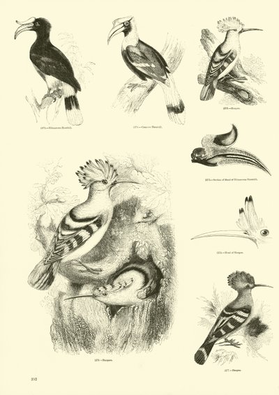 Sida från The Pictorial Museum of Animated Nature av English School