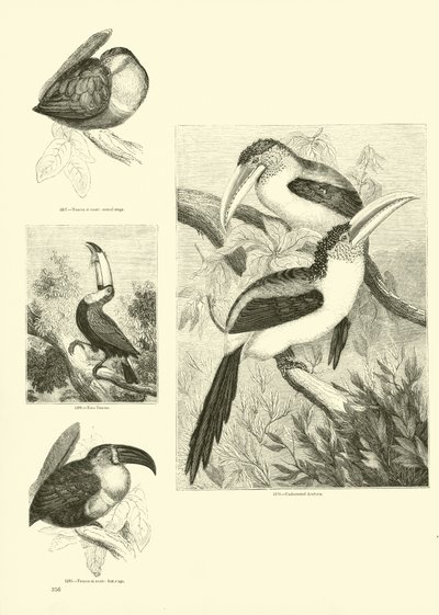 Sida från The Pictorial Museum of Animated Nature av English School