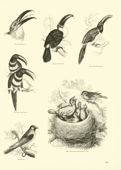 Sida från The Pictorial Museum of Animated Nature av English School