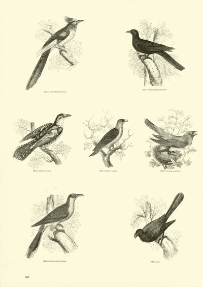 Sida från The Pictorial Museum of Animated Nature av English School