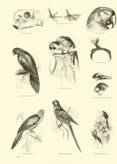 Sida från The Pictorial Museum of Animated Nature av English School