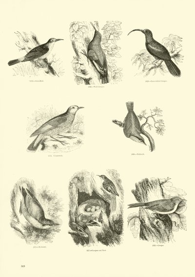 Sida från The Pictorial Museum of Animated Nature av English School