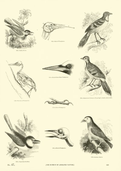 Sida från The Pictorial Museum of Animated Nature av English School