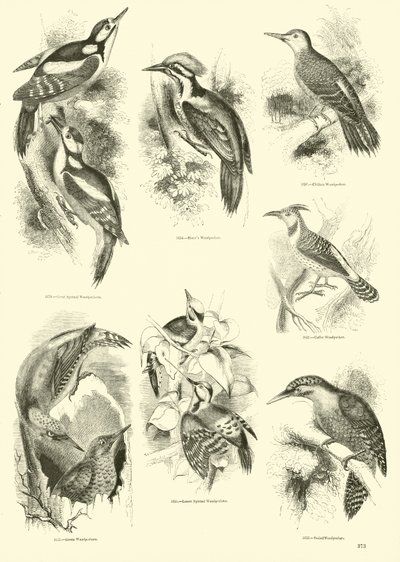 Sida från The Pictorial Museum of Animated Nature av English School