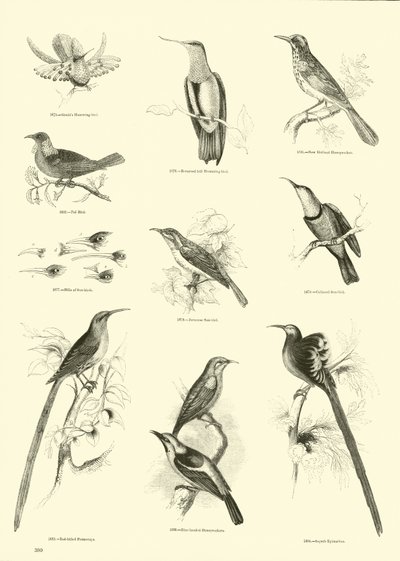 Sida från The Pictorial Museum of Animated Nature av English School