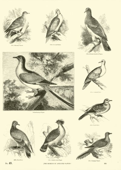 Sida från The Pictorial Museum of Animated Nature av English School