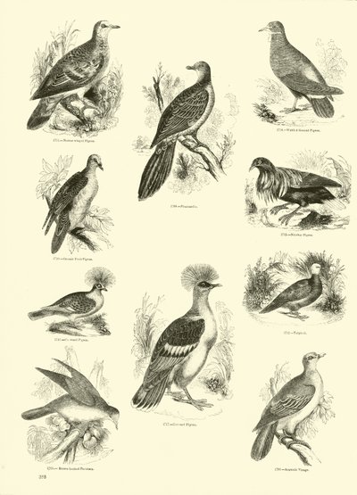 Sida från The Pictorial Museum of Animated Nature av English School