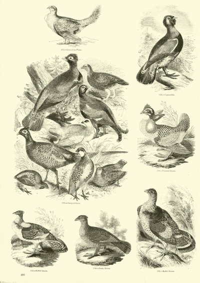Sida från The Pictorial Museum of Animated Nature av English School