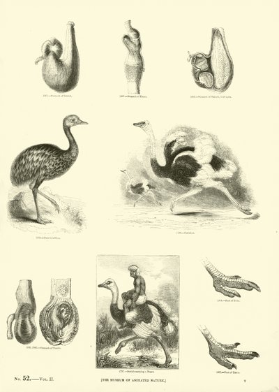 Sida från The Pictorial Museum of Animated Nature av English School