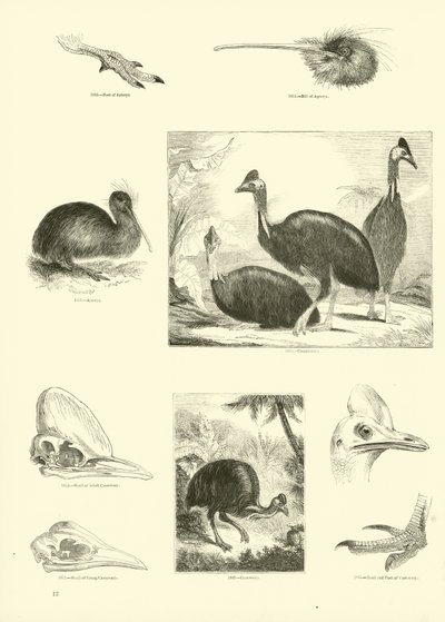 Sida från The Pictorial Museum of Animated Nature av English School