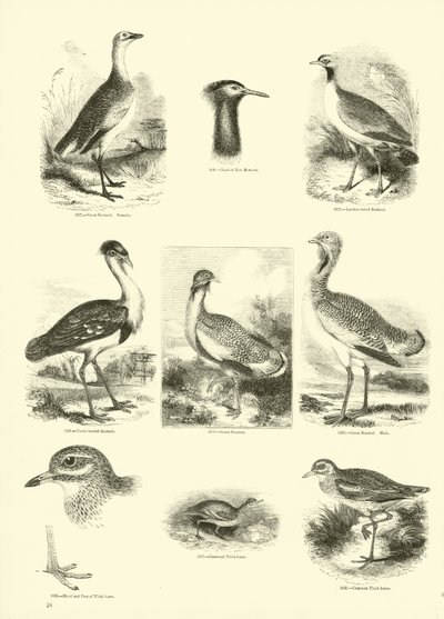 Sida från The Pictorial Museum of Animated Nature av English School