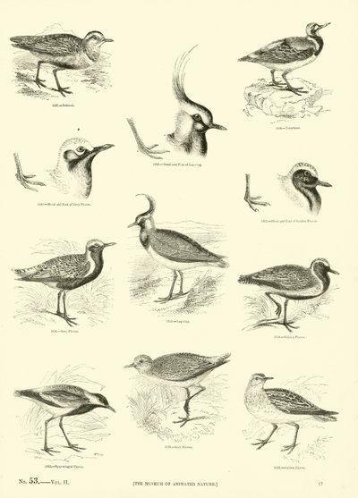 Sida från The Pictorial Museum of Animated Nature av English School