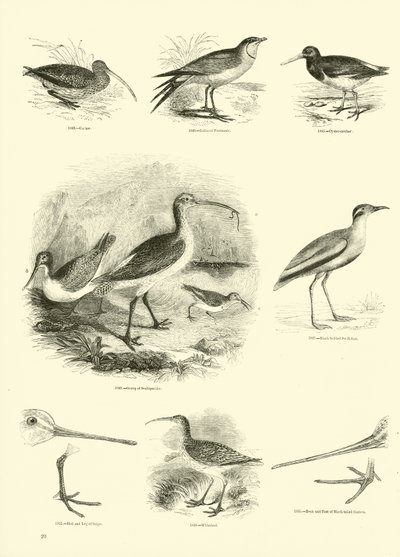 Sida från The Pictorial Museum of Animated Nature av English School