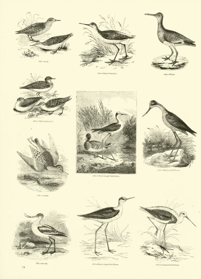 Sida från The Pictorial Museum of Animated Nature av English School