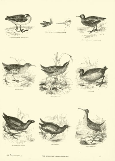 Sida från The Pictorial Museum of Animated Nature av English School