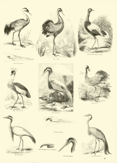 Sida från The Pictorial Museum of Animated Nature av English School