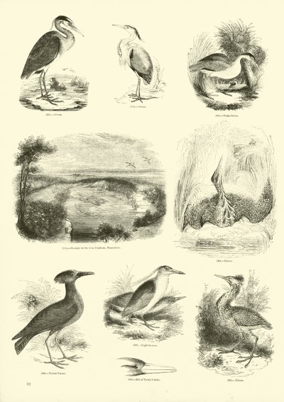 Sida från The Pictorial Museum of Animated Nature av English School