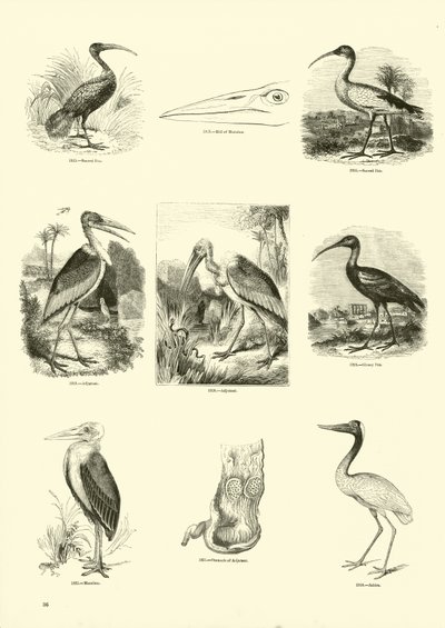 Sida från The Pictorial Museum of Animated Nature av English School