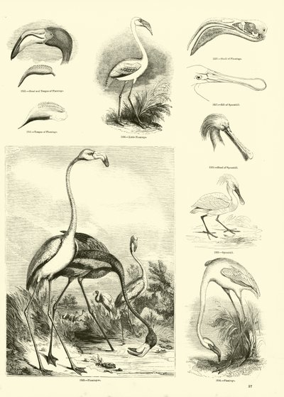 Sida från The Pictorial Museum of Animated Nature av English School