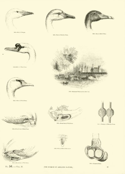 Sida från The Pictorial Museum of Animated Nature av English School