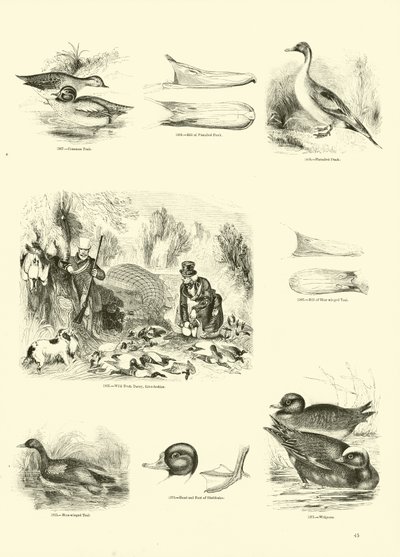 Sida från The Pictorial Museum of Animated Nature av English School
