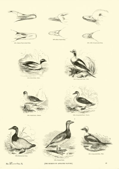 Sida från The Pictorial Museum of Animated Nature av English School