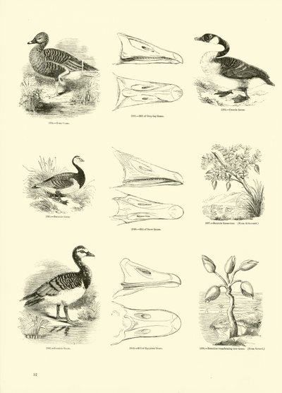 Sida från The Pictorial Museum of Animated Nature av English School