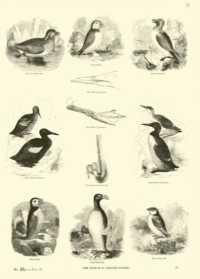 Sida från The Pictorial Museum of Animated Nature av English School
