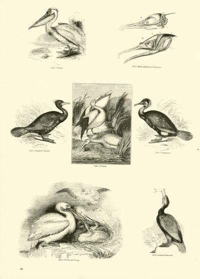 Sida från The Pictorial Museum of Animated Nature av English School