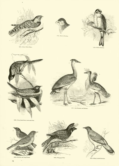 Sida från The Pictorial Museum of Animated Nature av English School