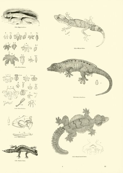 Sida från The Pictorial Museum of Animated Nature av English School