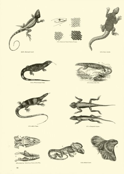 Sida från The Pictorial Museum of Animated Nature av English School