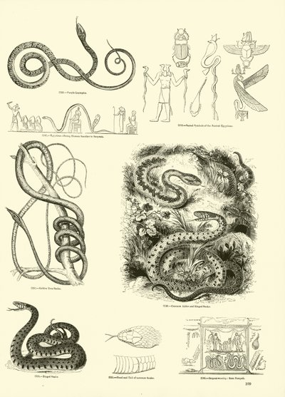 Sida från The Pictorial Museum of Animated Nature av English School