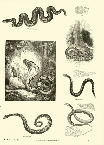 Sida från The Pictorial Museum of Animated Nature av English School