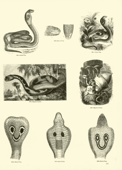 Sida från The Pictorial Museum of Animated Nature av English School