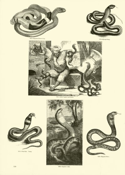 Sida från The Pictorial Museum of Animated Nature av English School