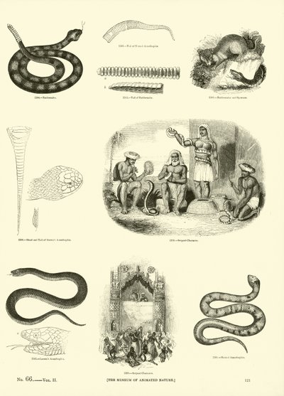Sida från The Pictorial Museum of Animated Nature av English School