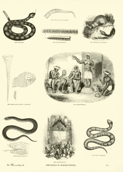 Sida från The Pictorial Museum of Animated Nature av English School