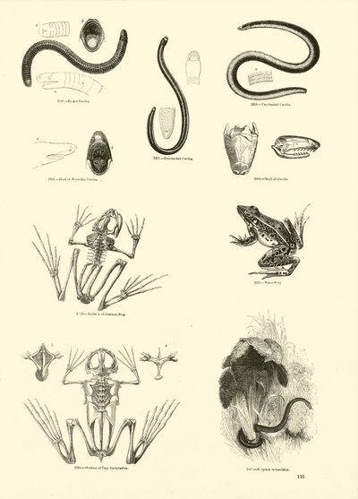 Sida från The Pictorial Museum of Animated Nature av English School