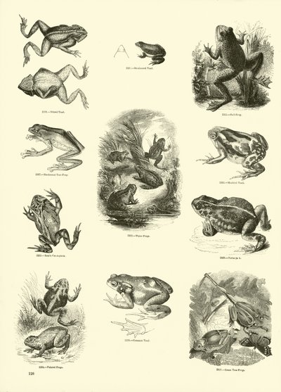 Sida från The Pictorial Museum of Animated Nature av English School