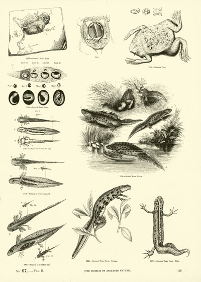 Sida från The Pictorial Museum of Animated Nature av English School