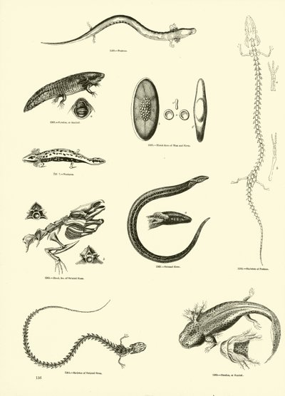 Sida från The Pictorial Museum of Animated Nature av English School