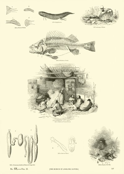 Sida från The Pictorial Museum of Animated Nature av English School