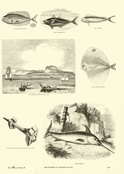 Sida från The Pictorial Museum of Animated Nature av English School