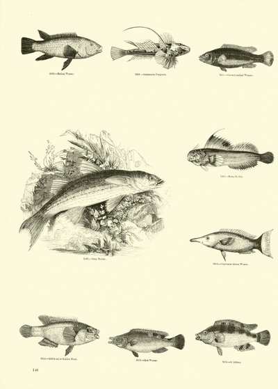 Sida från The Pictorial Museum of Animated Nature av English School