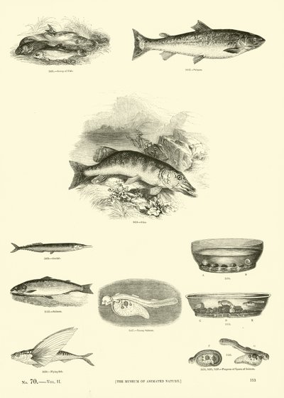 Sida från The Pictorial Museum of Animated Nature av English School