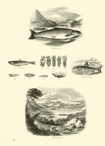 Sida från The Pictorial Museum of Animated Nature av English School