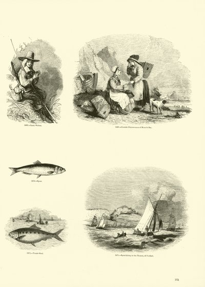 Sida från The Pictorial Museum of Animated Nature av English School