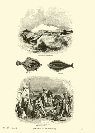 Sida från The Pictorial Museum of Animated Nature av English School
