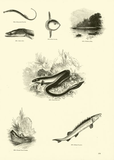 Sida från The Pictorial Museum of Animated Nature av English School